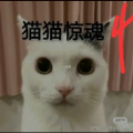 猫猫惊魂4官方正版