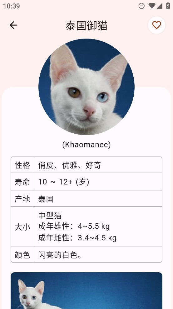 猫品种大全安卓最新版截图1